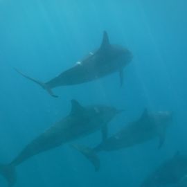 In the Wake of Dolphins